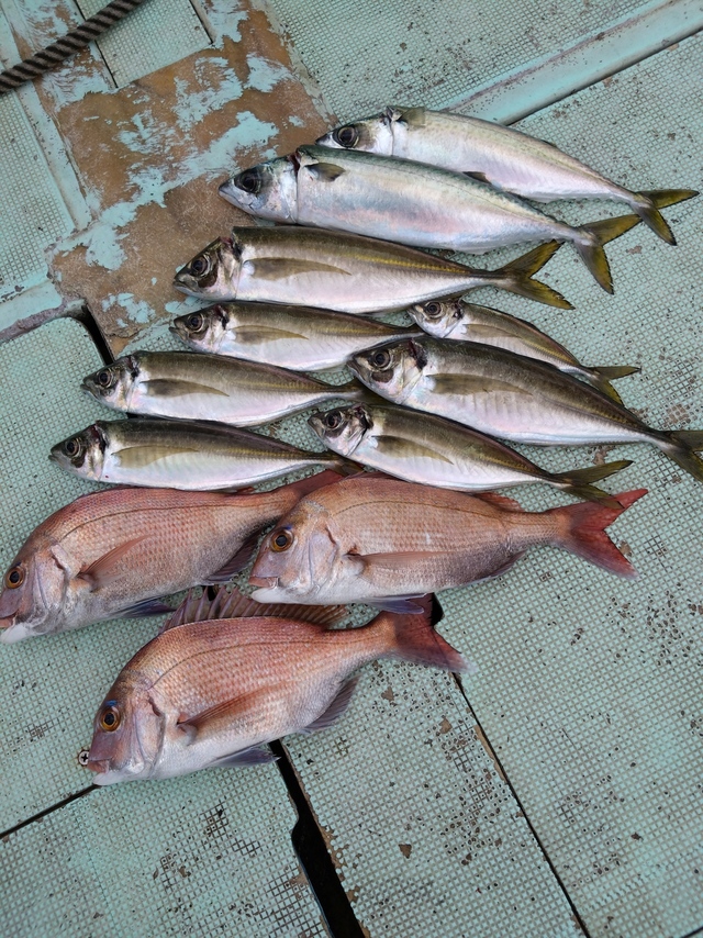 タイ(マダイ)・アジ(マアジ)・サバ(マサバ)