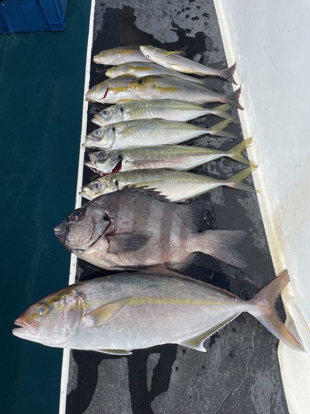 イシダイ・シオ(カンパチ)