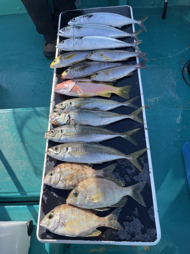 シオ(カンパチ)・メイチダイ