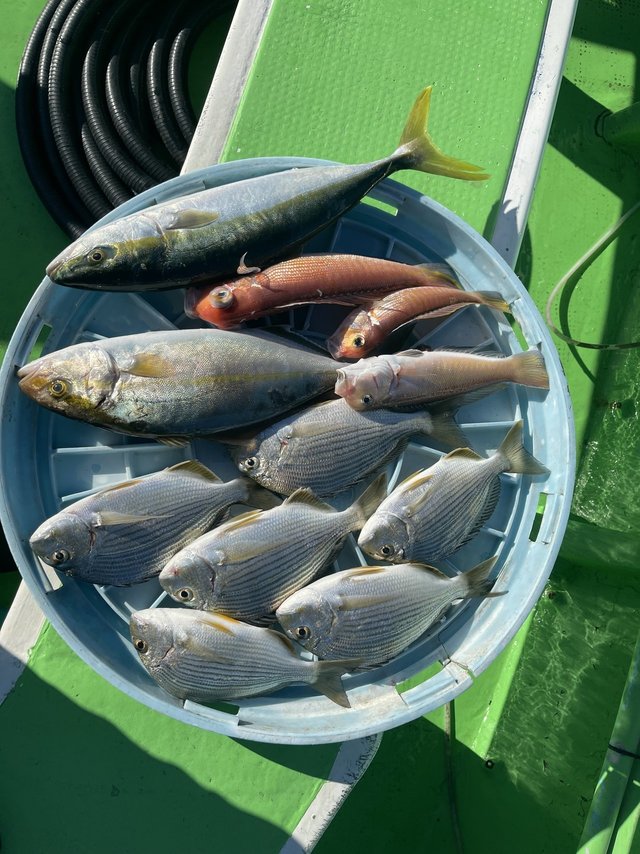 ヘダイ・イナダ(ブリ)・カンパチ・アマダイ(アカアマダイ)