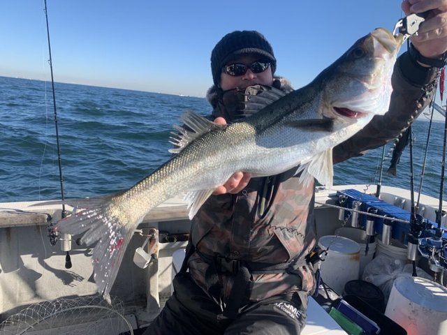 シーバス(スズキ)