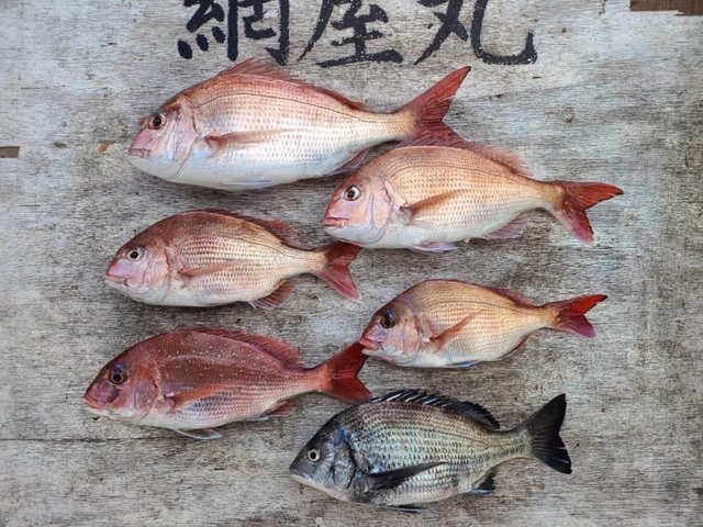 マダイ・クロダイ