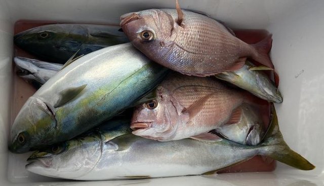 マダイ・イナダ(ブリ)