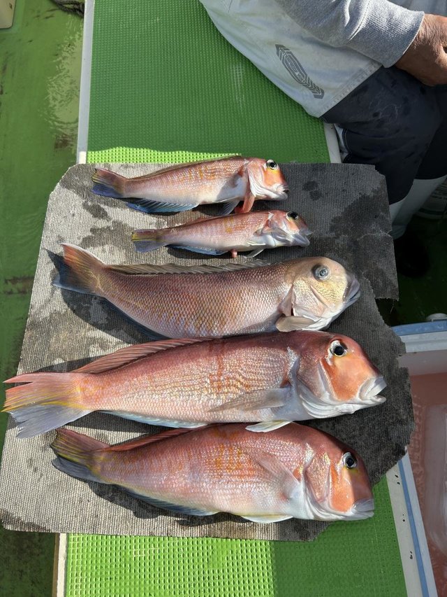 アマダイ(アカアマダイ)・シロアマダイ