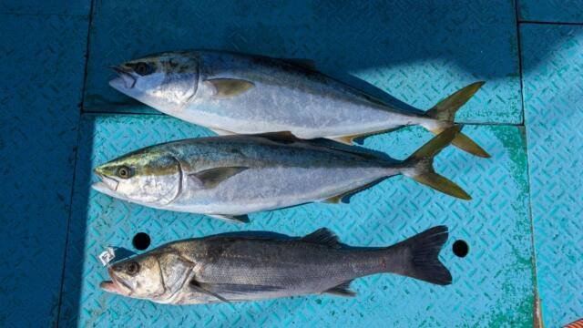 シーバス(スズキ)・ワラサ(ブリ)