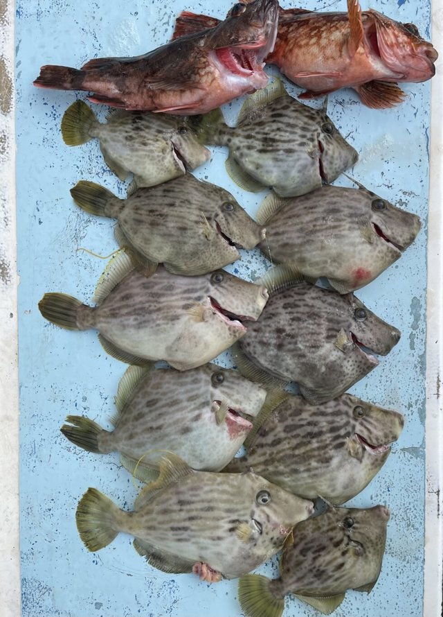 カサゴ・カワハギ