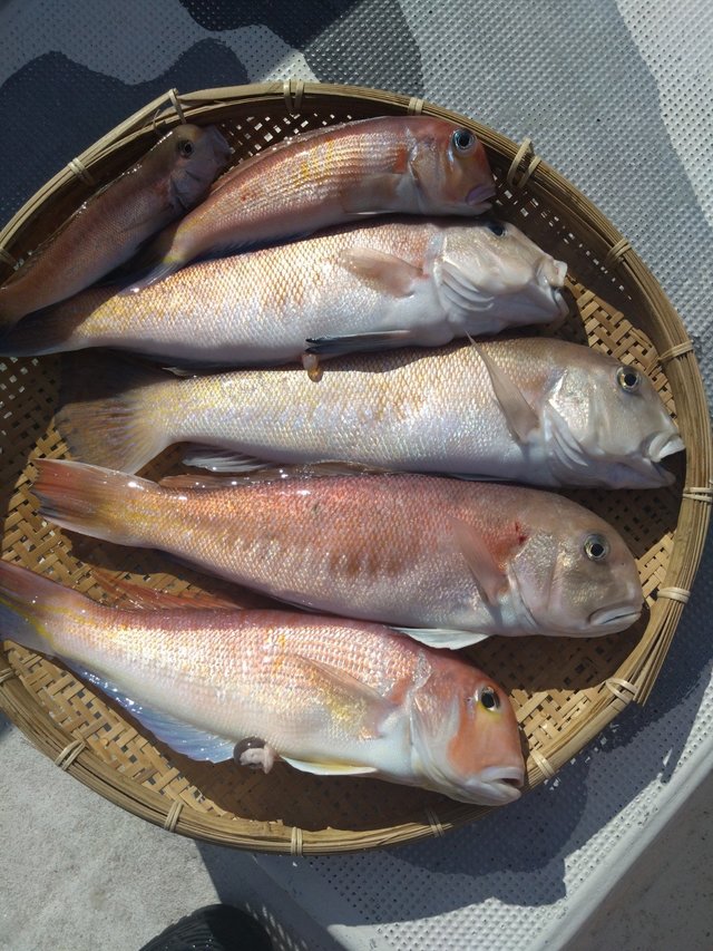 アカアマダイ・シロアマダイ