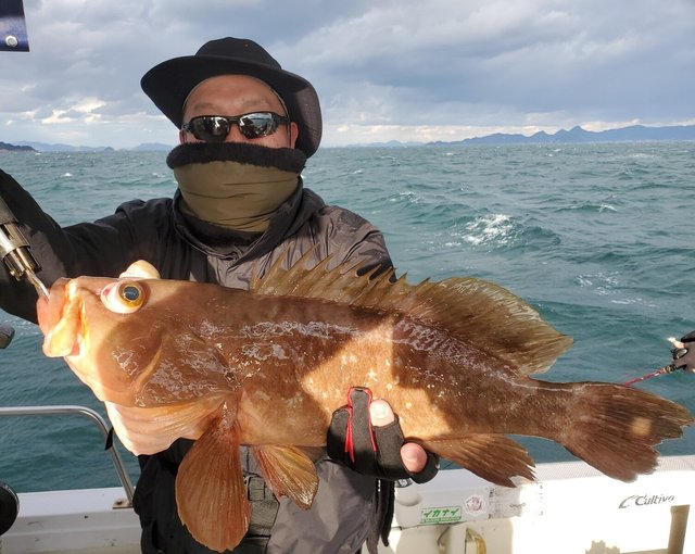 アコウ(キジハタ)