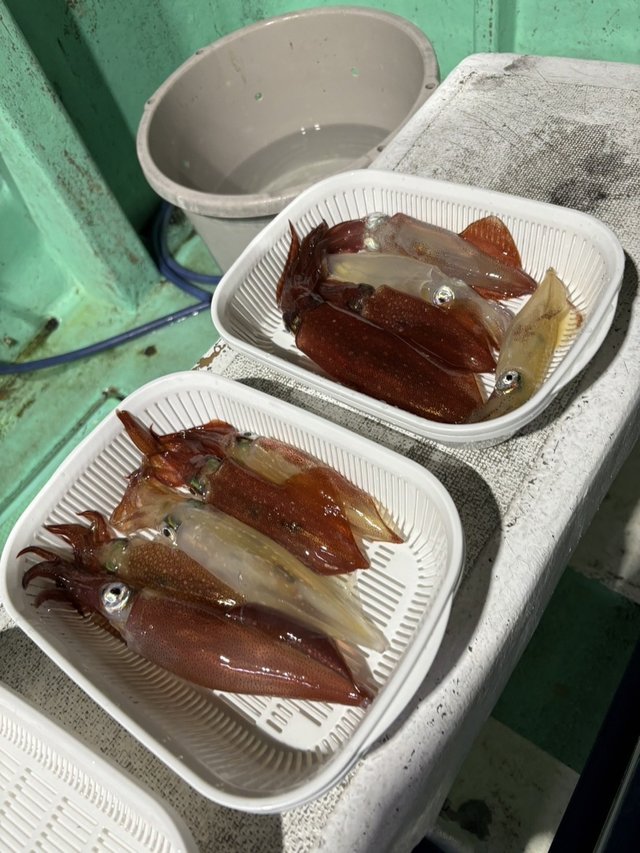 マルイカ(ケンサキイカ)