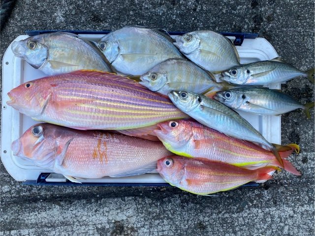 アジ(マアジ)・カイワリ・アマダイ(アカアマダイ)・イトヨリ(イトヨリダイ)