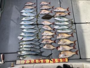 マダイ・アジ(マアジ)・サゴシ(サワラ)・ヒラメ