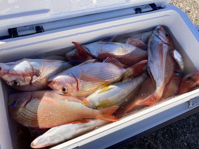 マダイ・ハナダイ(チダイ)