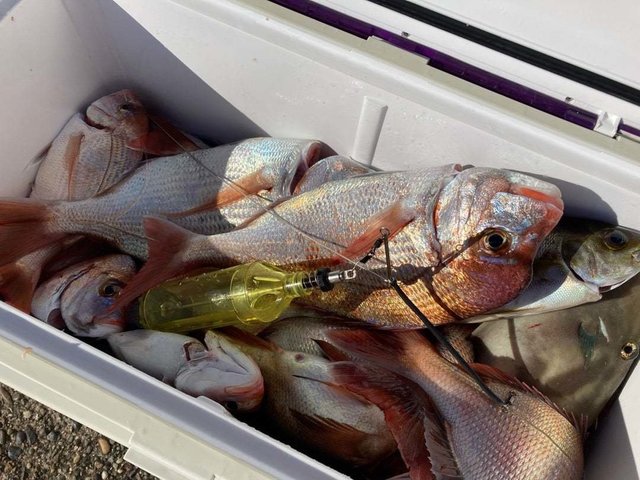 マダイ・ハナダイ(チダイ)