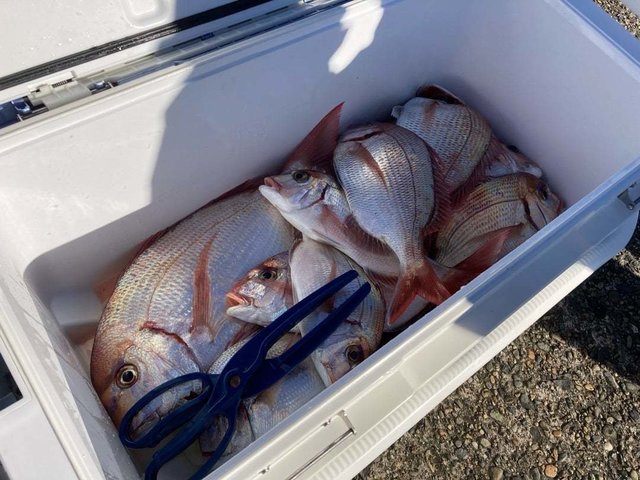 マダイ・ハナダイ(チダイ)