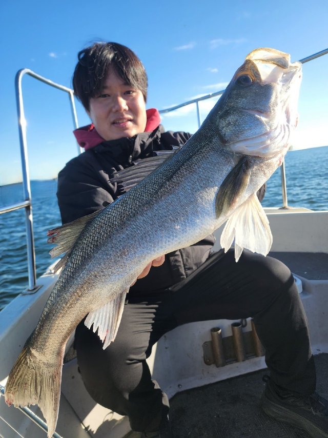 シーバス(スズキ)