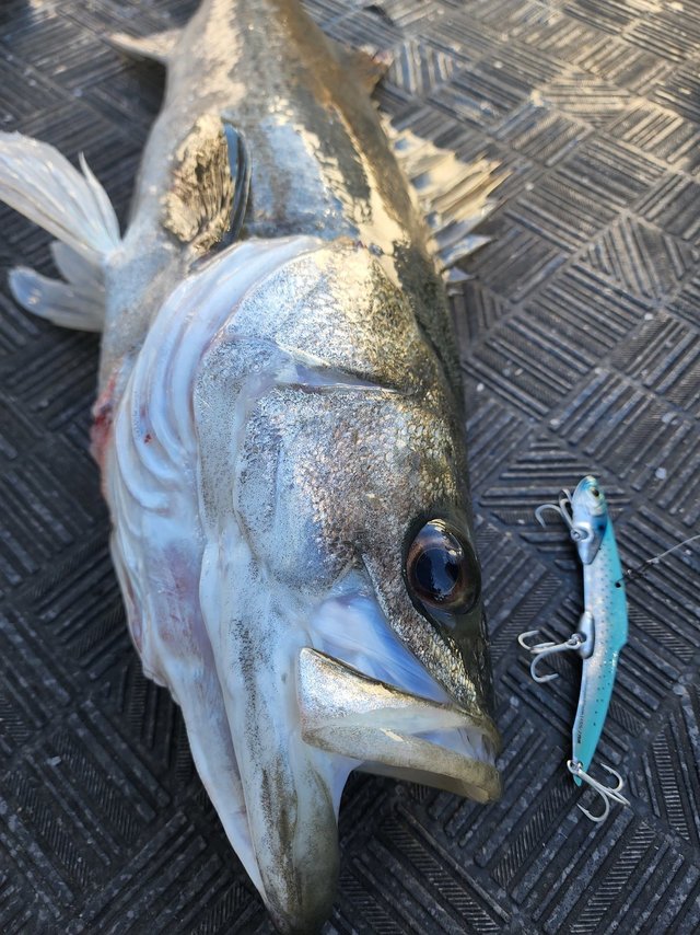 シーバス(スズキ)