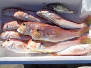 アマダイ(アカアマダイ)