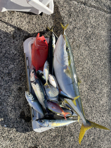 アジ(マアジ)・カイワリ・ワラサ(ブリ)・イトヨリ(イトヨリダイ)・エビスダイ・サバ(ゴマサバ)