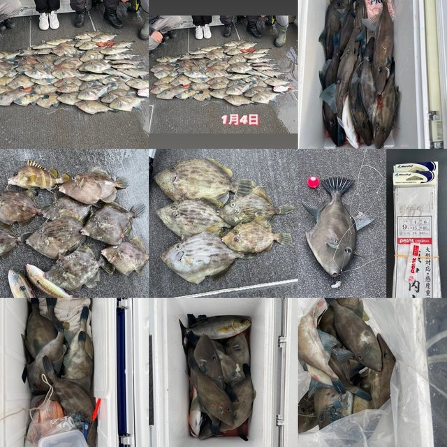 ウマヅラ(ウマヅラハギ)