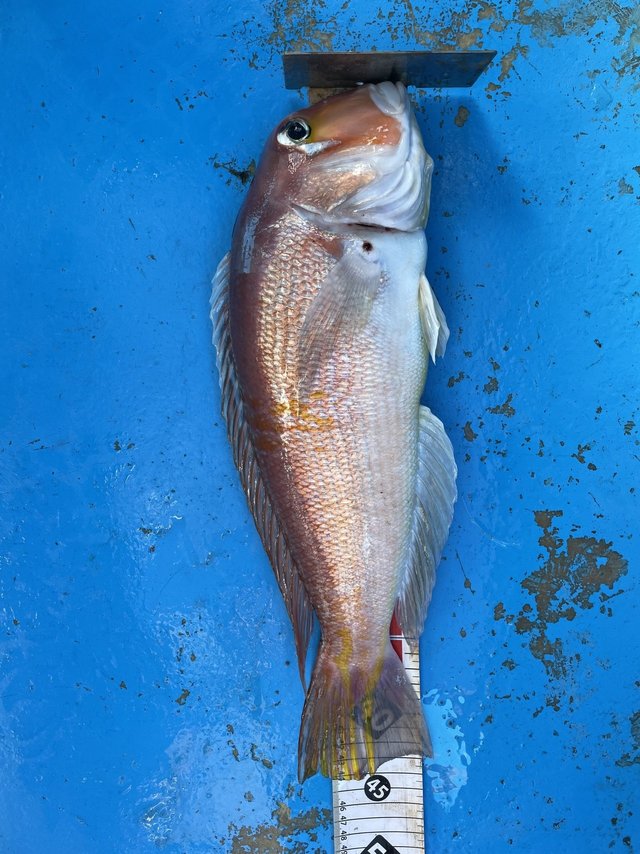 アマダイ(アカアマダイ)