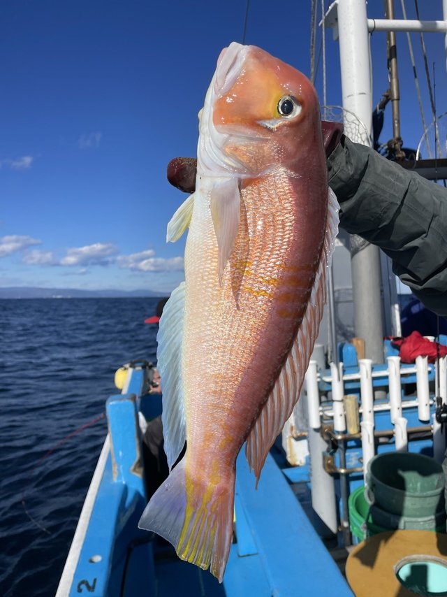 アマダイ(アカアマダイ)