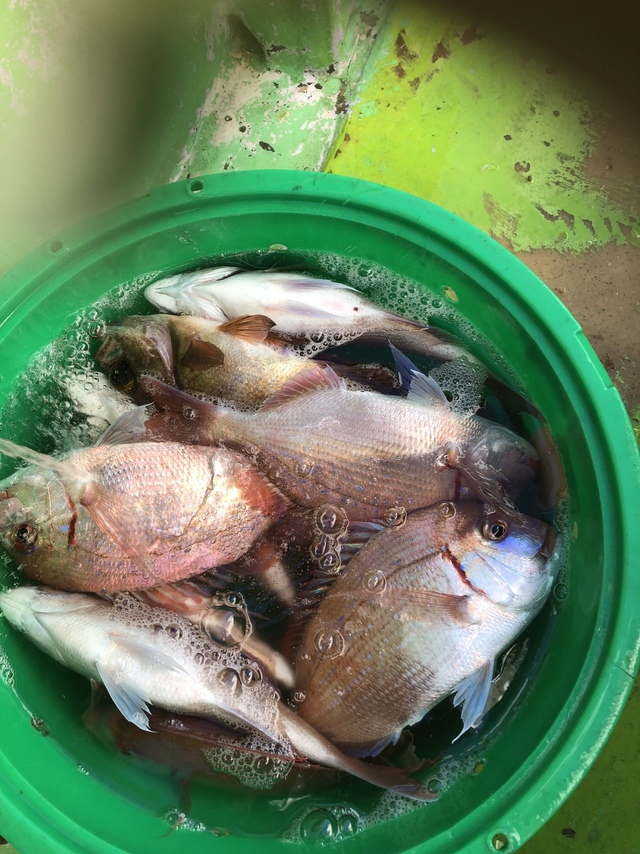 ハナダイ(チダイ)