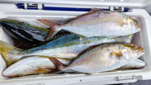 ハマチ(ブリ)・ネイリ(カンパチ)