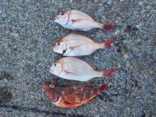 マダイ・ウッカリカサゴ