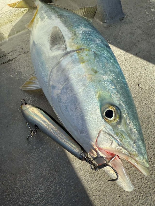 サンパク(ブリ)