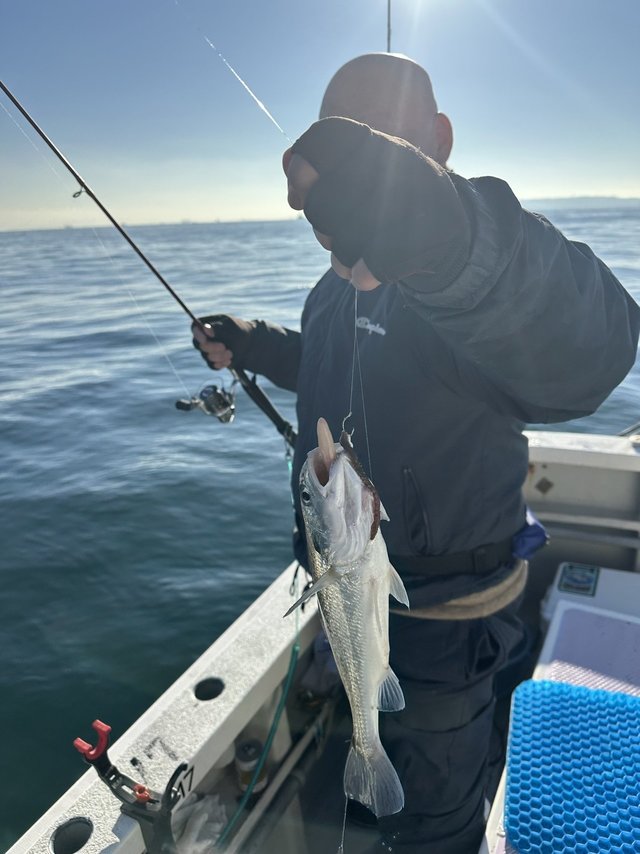 イシモチ(シログチ)