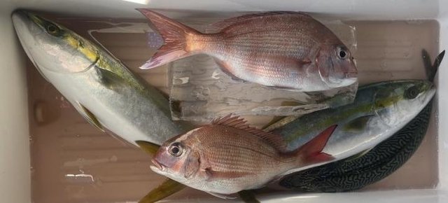 マダイ・イナダ(ブリ)・サバ(ゴマサバ)