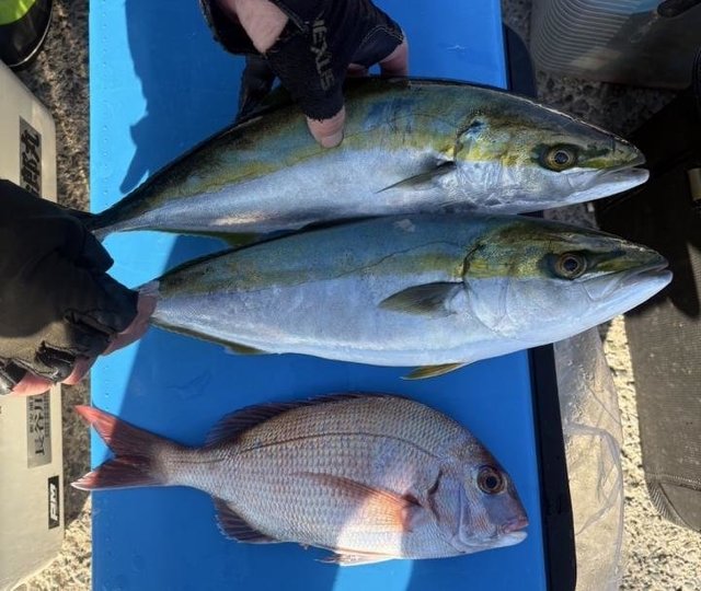 マダイ・イナダ(ブリ)