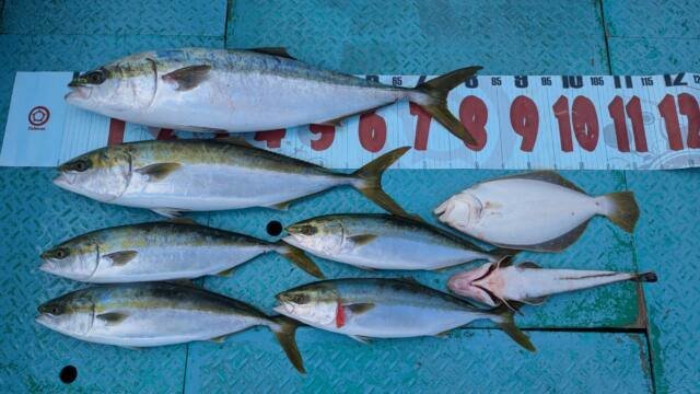 ワラサ(ブリ)・ハマチ(ブリ)・コチ(マゴチ)・ヒラメ