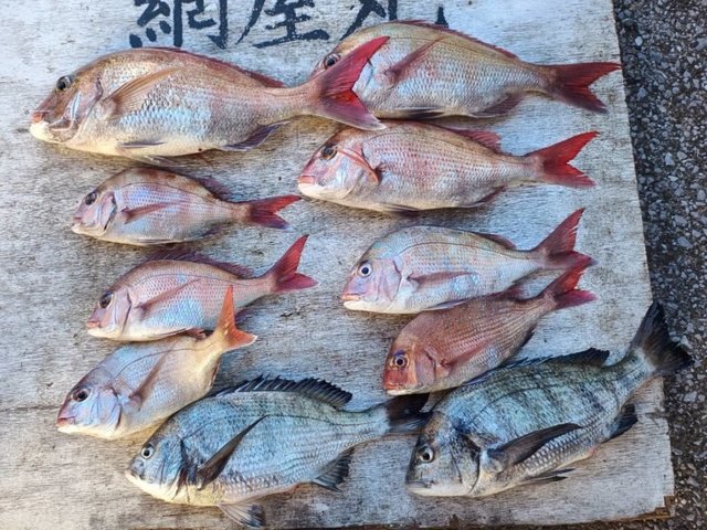 マダイ・クロダイ