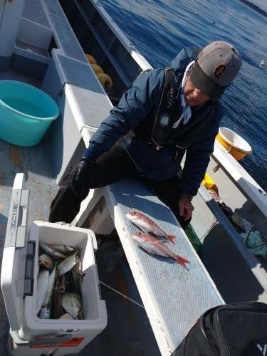 マダイ・カイワリ・サバ(ゴマサバ)