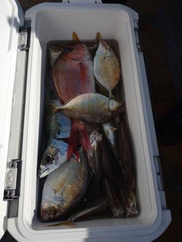 マダイ・カイワリ・サバ(ゴマサバ)