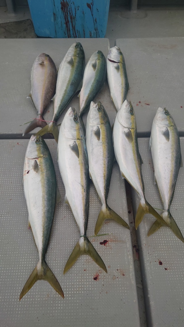 ヤズ(ブリ)・ネリゴ(カンパチ)