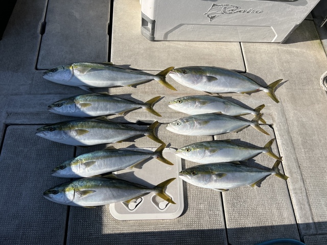 ブリ・メジロ(ブリ)