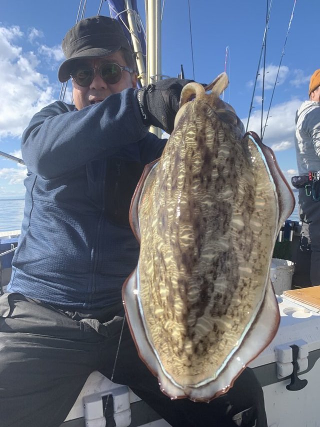 モンゴウ(カミナリイカ)