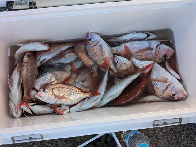 ハナダイ(チダイ)