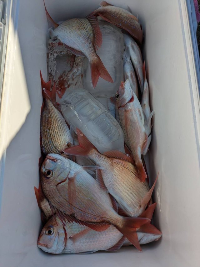 ハナダイ(チダイ)