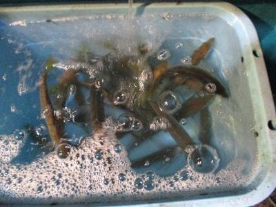 イサギ(イサキ)