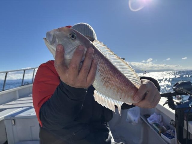 アマダイ(アカアマダイ)