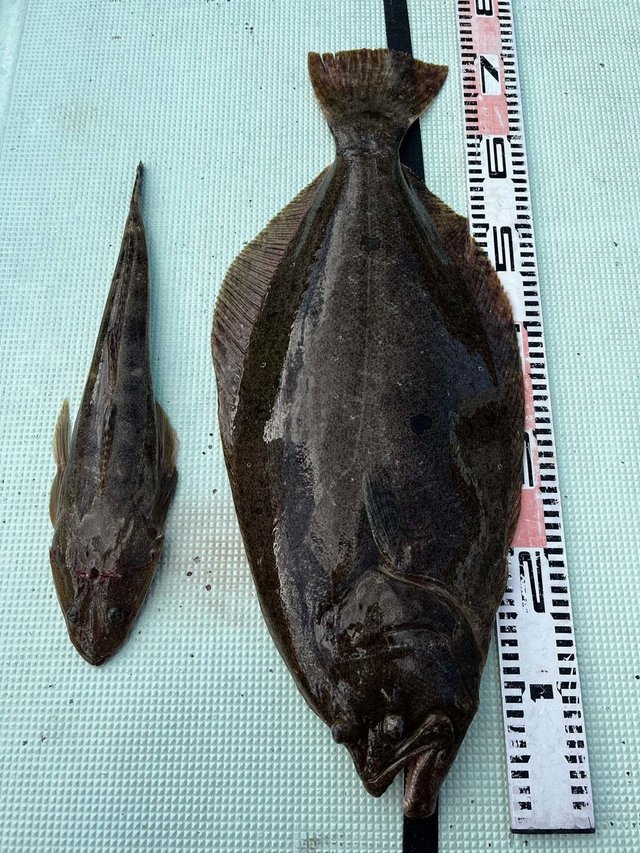 マゴチ・ヒラメ