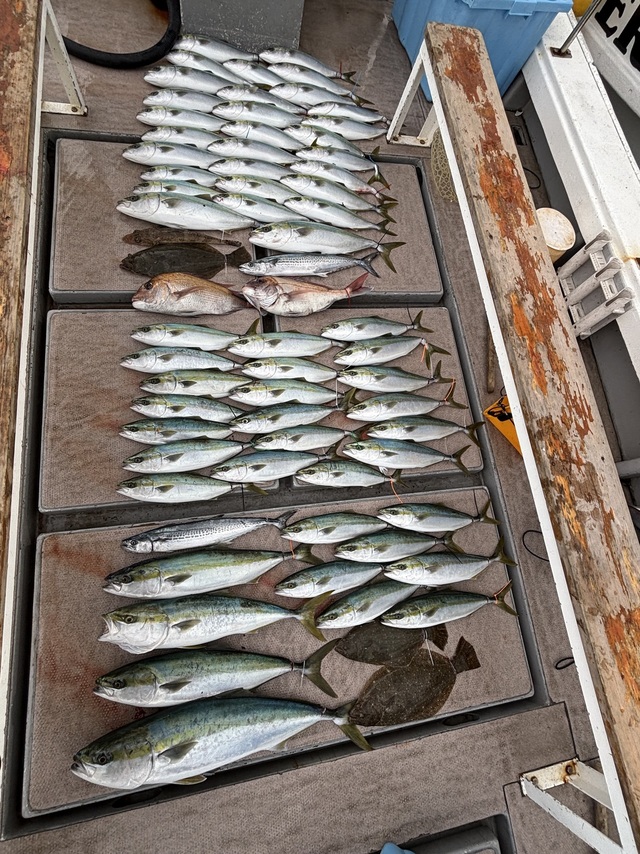 ブリ・ハマチ(ブリ)・サワラ・ヒラメ