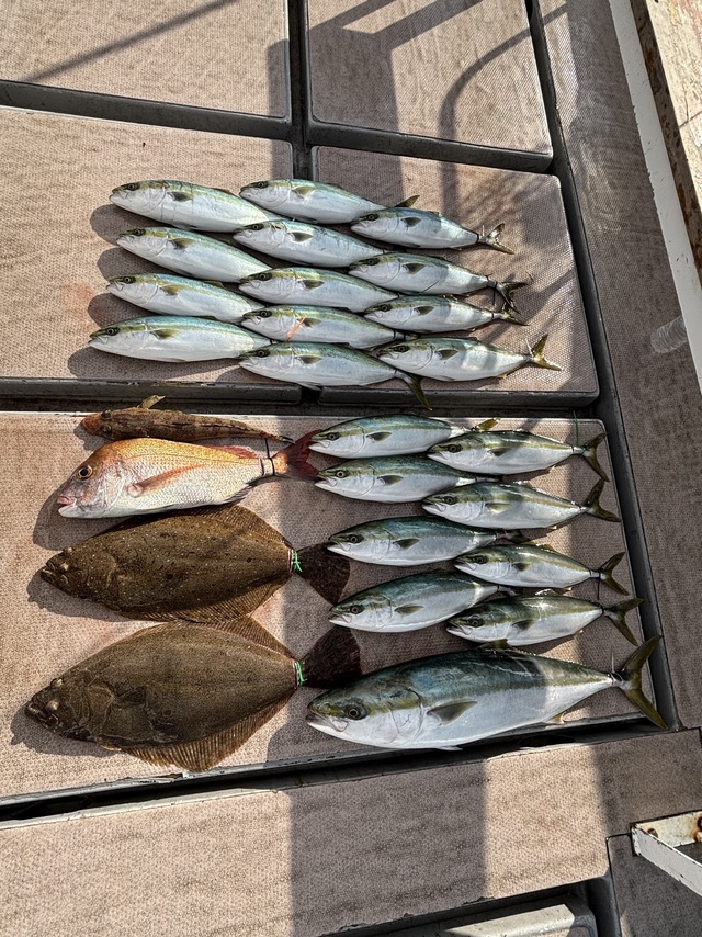 ブリ・ハマチ(ブリ)・ヒラメ