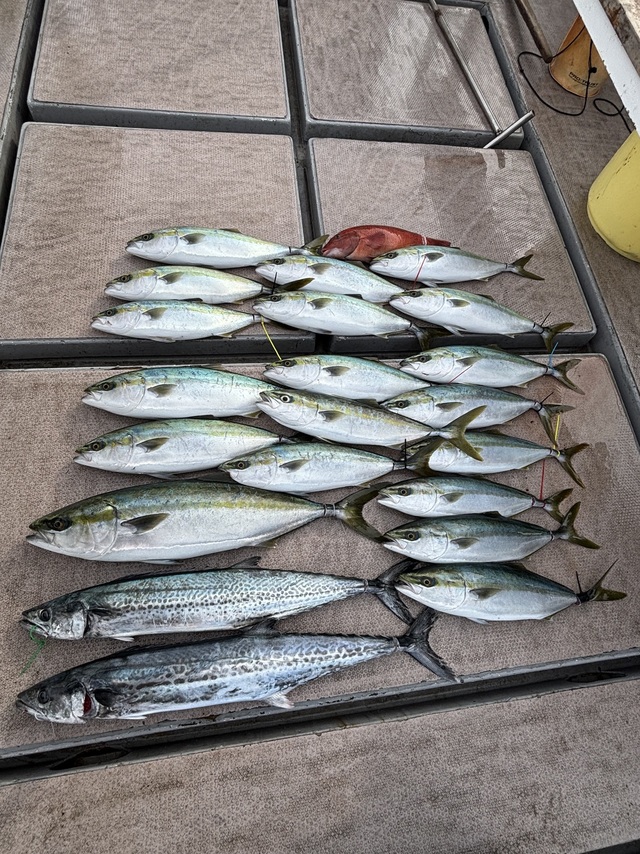 ブリ・ハマチ(ブリ)・サワラ