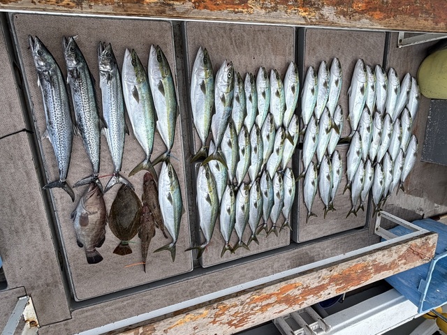 ブリ・ハマチ(ブリ)・サワラ・ヒラメ