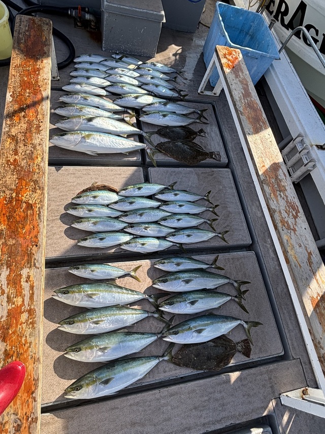 ブリ・ハマチ(ブリ)・サワラ・ヒラメ