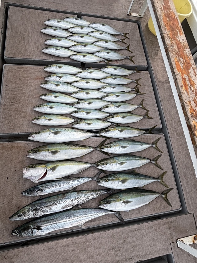 ブリ・ハマチ(ブリ)・サワラ